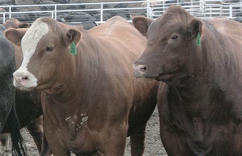 Understanding Feeder Cattle Futures CME