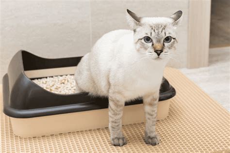 Understanding Feline Constipation