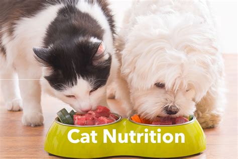 Understanding Feline Dietary Needs