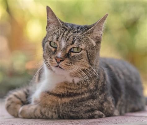 Understanding Feline Herpesvirus