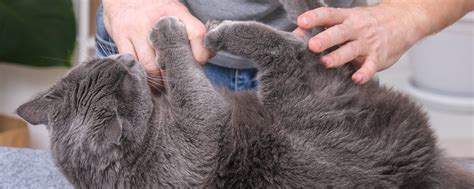 Understanding Feline Scratching