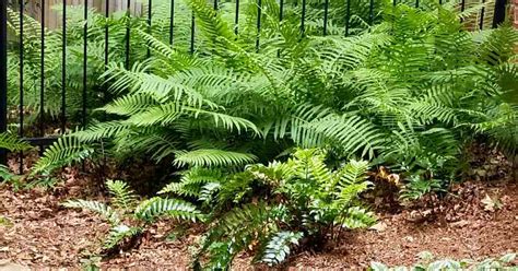 Understanding Ferns' Nutritional Needs