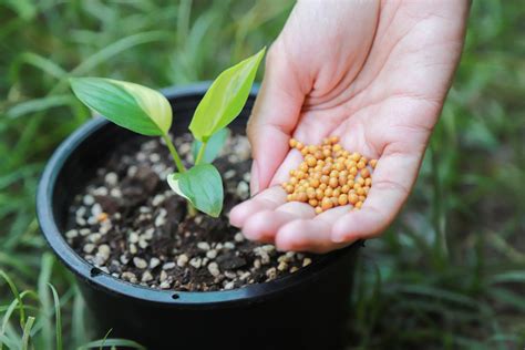 Understanding Fertilizer for Seedlings