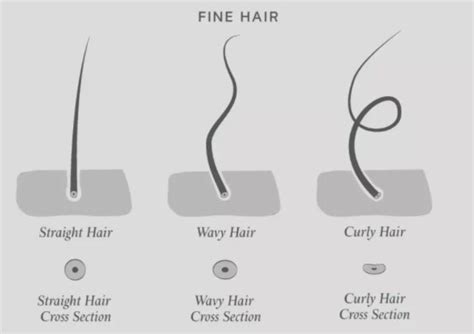 Understanding Fine Hair