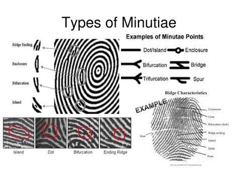 Understanding Fingerprint Minutiae Types