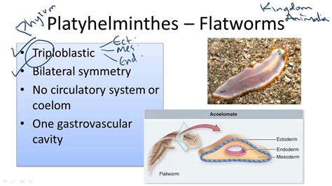 Understanding Flatworms: