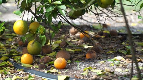 Understanding Florida's Citrus Industry