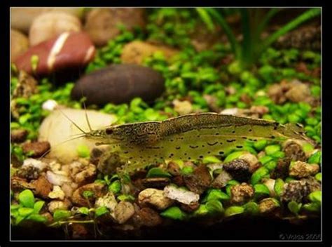 Understanding Freshwater Aquarium Shrimp