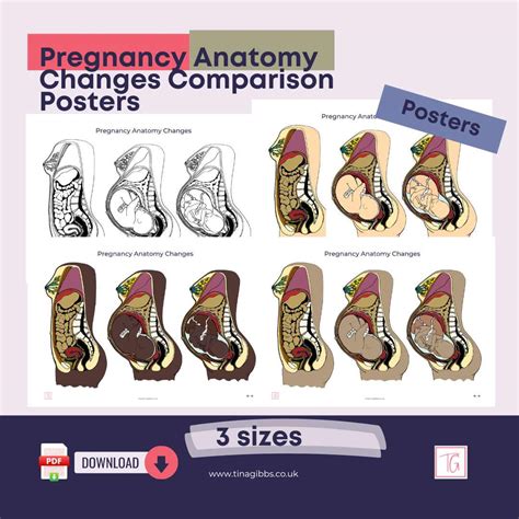 Understanding Full Term Pregnancy