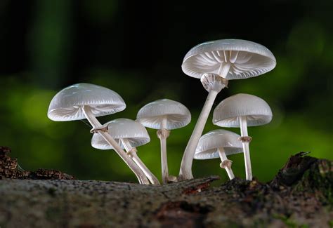 Understanding Fungi Reader