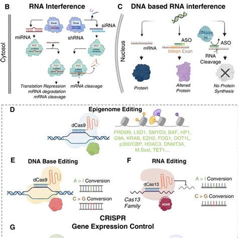 Understanding GALI-74+: A Primer on Gene Modulation