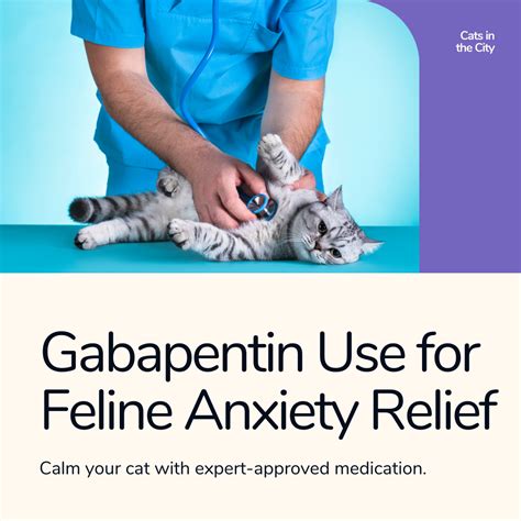 Understanding Gabapentin for Cats