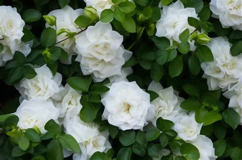 Understanding Gardenia Fertilizer Needs