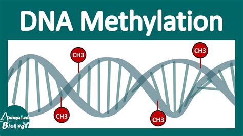 Understanding Genetic Methylation