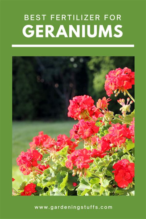 Understanding Geraniums Fertilizer Requirements