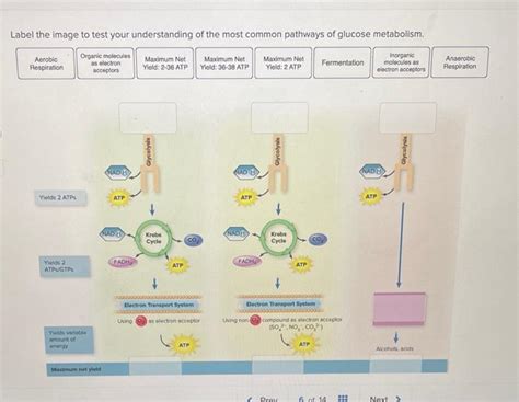 Understanding Glucose Metabolism