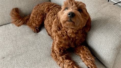 Understanding Goldendoodle Coats