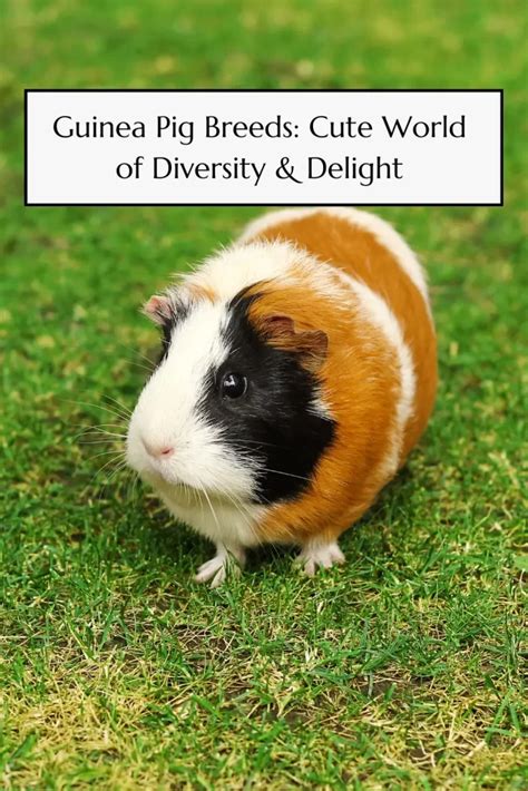 Understanding Guinea Pig Species Diversity