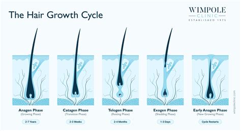 Understanding Hair Anatomy and Growth Cycle