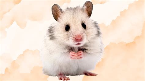 Understanding Hamsters