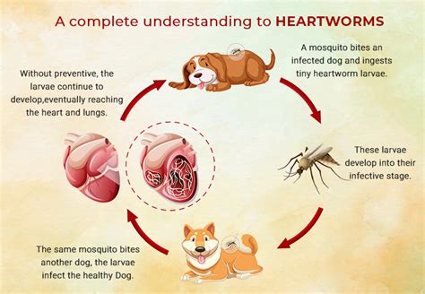 Understanding Heartworm Disease