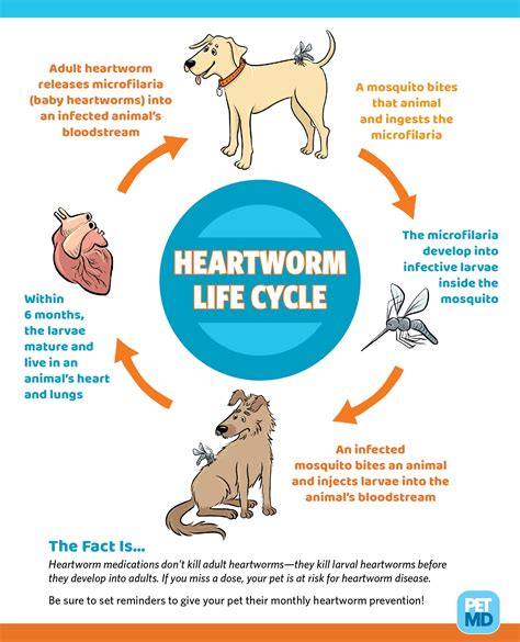 Understanding Heartworms and Their Life Cycle