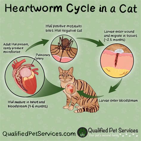 Understanding Heartworms in Cats