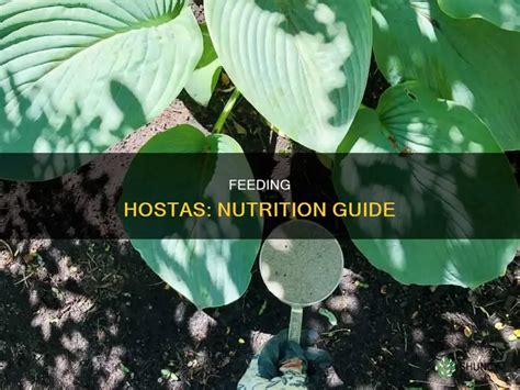 Understanding Hosta Nutrient Needs