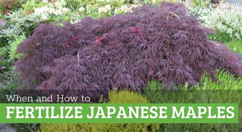 Understanding Japanese Maple Fertilizer Needs