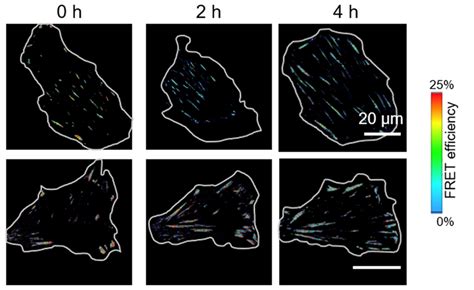 Understanding Jingliu Mechanics