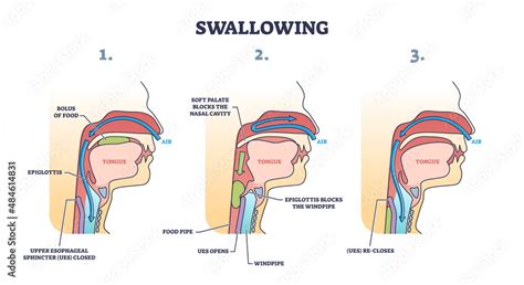 Understanding Just Swallow: Its Importance and Benefits