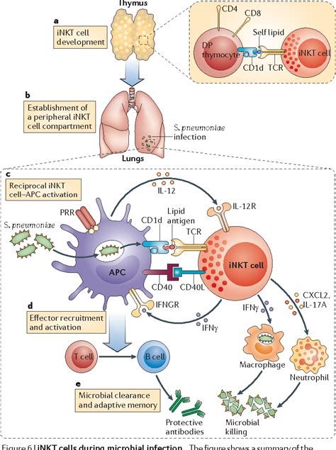 Understanding Killer T Cells