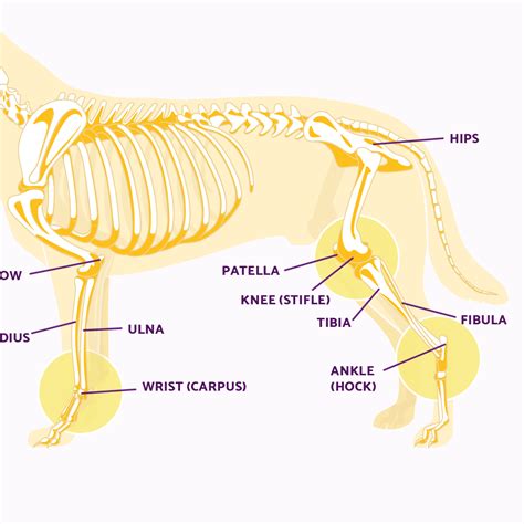 Understanding Knots on a Dog's Leg