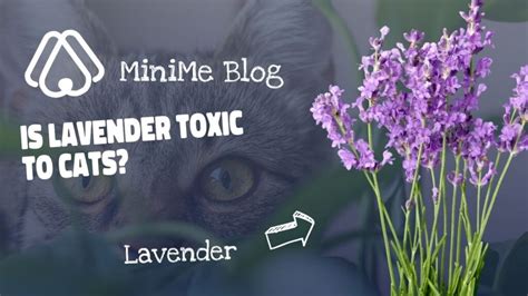 Understanding Lavender Toxicity in Cats