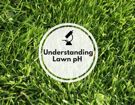 Understanding Lawn Care Needs