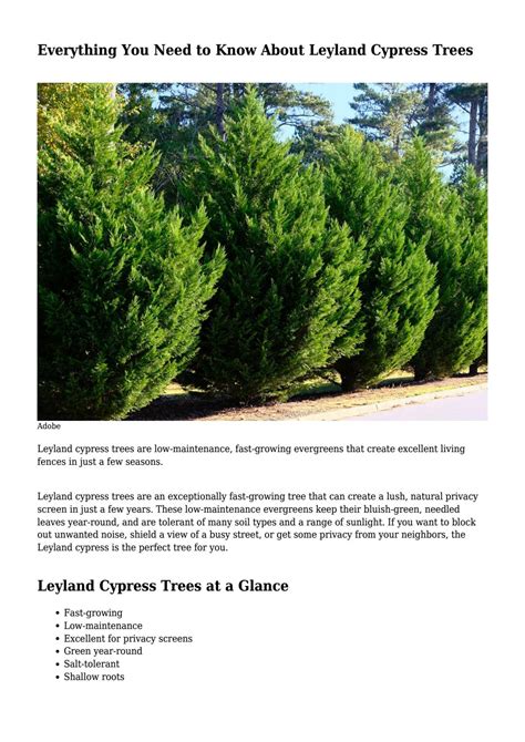 Understanding Leyland Cypress Nutrient Needs