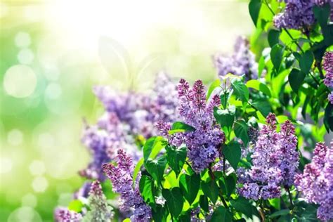 Understanding Lilac Fertilization Needs