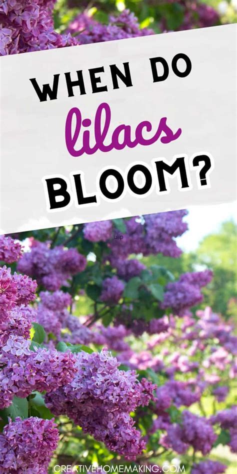 Understanding Lilac Nutrition