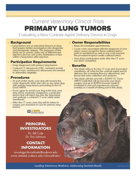 Understanding Lung Tumors in Dogs