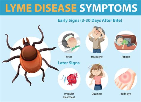 Understanding Lyme Disease