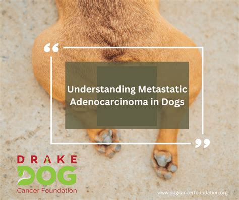 Understanding Mammary Adenocarcinoma in Dogs