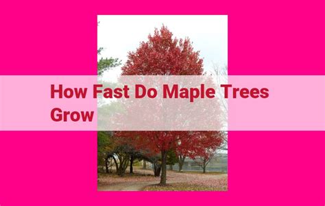 Understanding Maple Tree Nutritional Needs