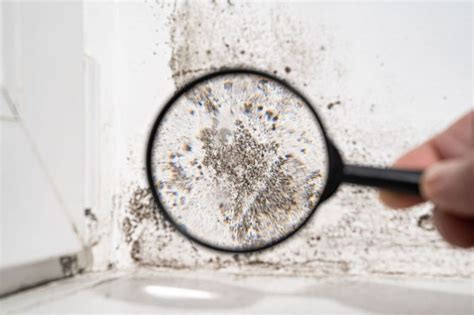 Understanding Mold