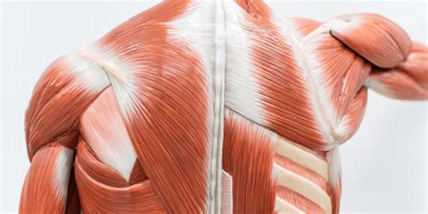 Understanding Muscle Physiology