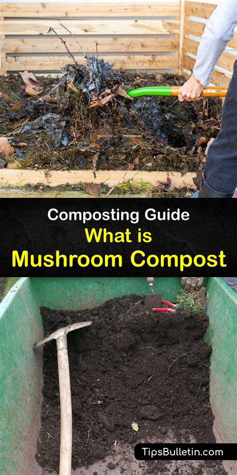 Understanding Mushroom Compost