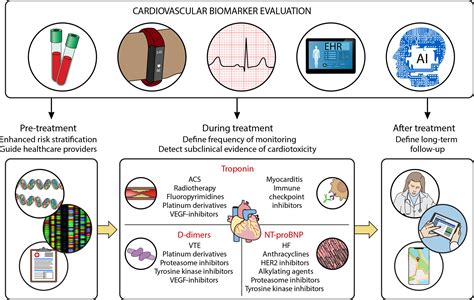 Understanding NBCV: The Non-Invasive Cardiovascular Biomarker