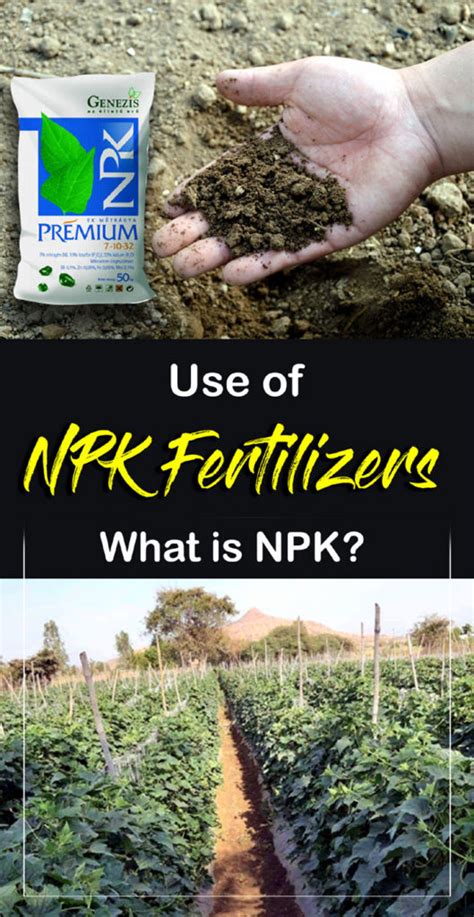 Understanding NPK Fertilizer