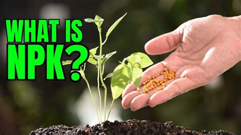 Understanding NPK Nutrients