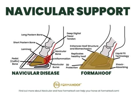 Understanding Navicular Disease in Horses: A Comprehensive Guide