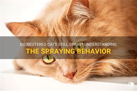 Understanding Neutered Cat Spraying